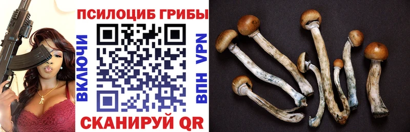 цены наркотик  Кимры  Псилоцибиновые грибы мицелий 